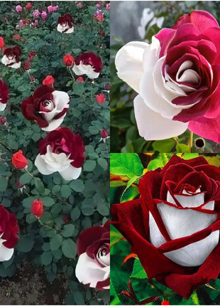 Rare Rose Seeds for Planting