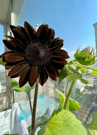 Rare Black Sunflower Seeds