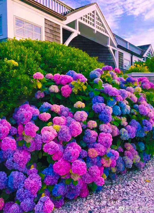 Hydrangea Seed Bonsai Flower Seeds Hydrangea Perennial Garden Home