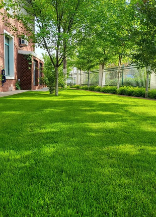 🌱 Evergreen dwarf grass seed for four seasons | Create your perfect lawn here