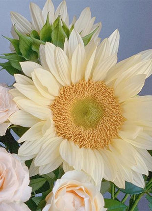 Butter Sunflower Seeds