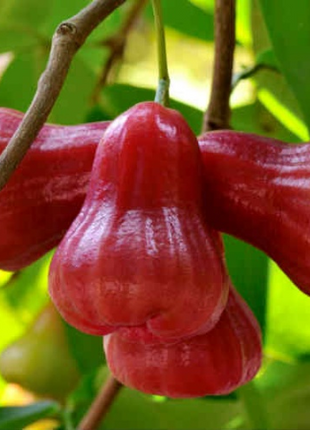 Wax-apple Fruit Seeds🍹
