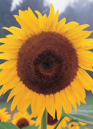 Sunflower, Kong Hybrid