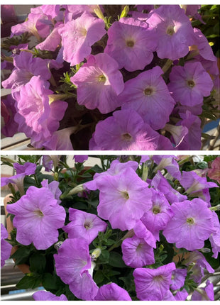 🌸The Latest Petunia Varieties In 2024