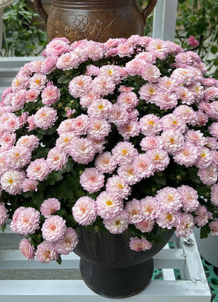 🌸Candy Chrysanthemum Seeds