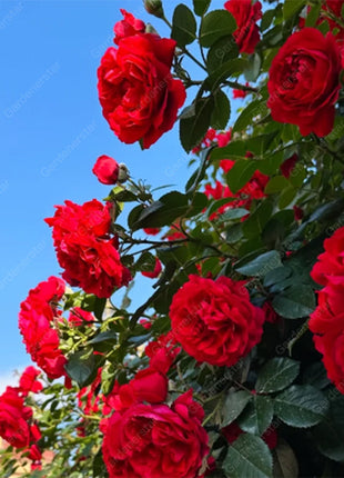 🌹Climbing Rose Seeds - Luck Rises