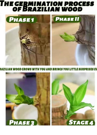 Brazilian Lucky Wood Set – Includes Tree, Tray & Mystery Doll for Fortune & Desktop Décor