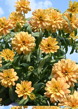 Dwarf Zinnia Seeds - New in 2024