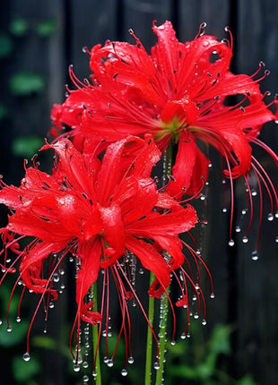 Higanbana Spider Lily Equinox Flower Bulbs