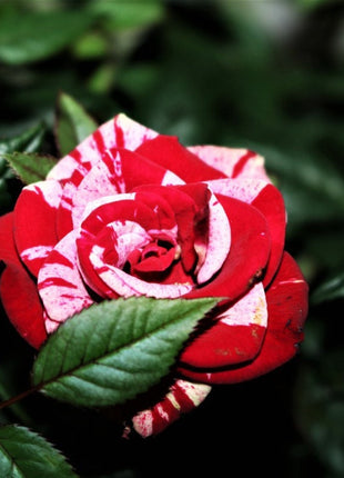 Rose red white Miniature Rose