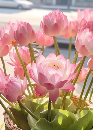 🔥【7 days germination】💐The Sacred Bonsai Bowl Lotus Flower