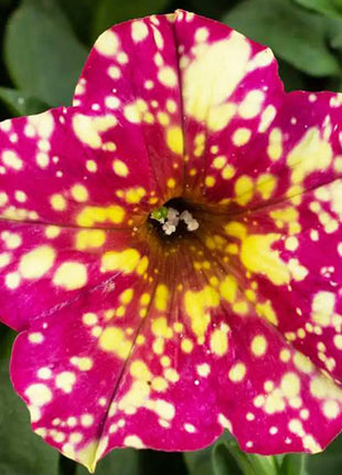 Petunia, Splash Dance Calypso Cherry