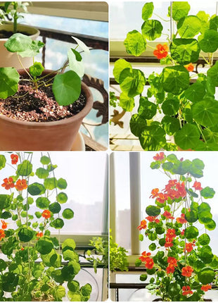 Nasturtium Seeds (Tall) - Mixed Colors
