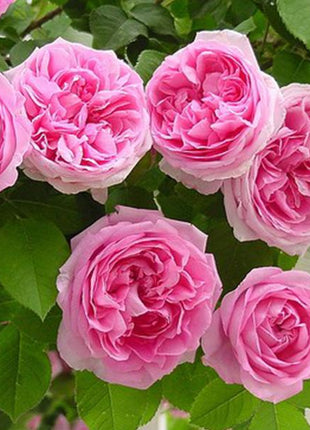 Pink Lady Rose Climbing Seeds