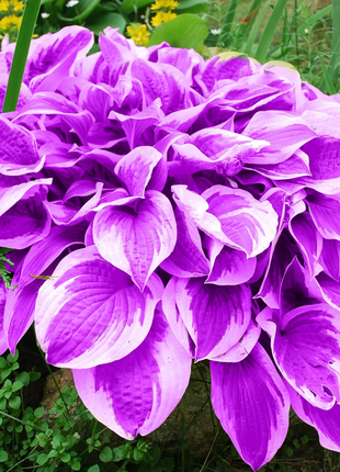 Hosta Seeds Perennial Grow Easily