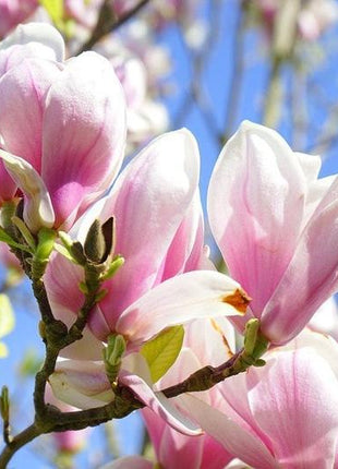 20pcs LILY MAGNOLIA Flower TREE Pink & Purple Fragrant Tulip Magnol Liliiflora Seeds