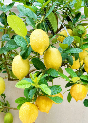 🍋Perfume Lemon Seeds