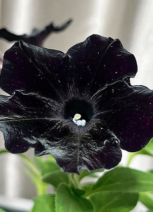 Petunia Black Velvet Seeds