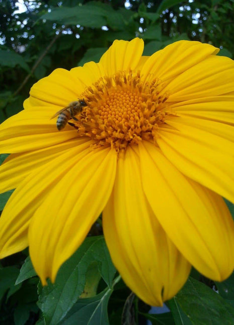 Mexican Sunflower Seeds - Yellow (Tithonia Speciosa Yellow Torch)  Seeds.