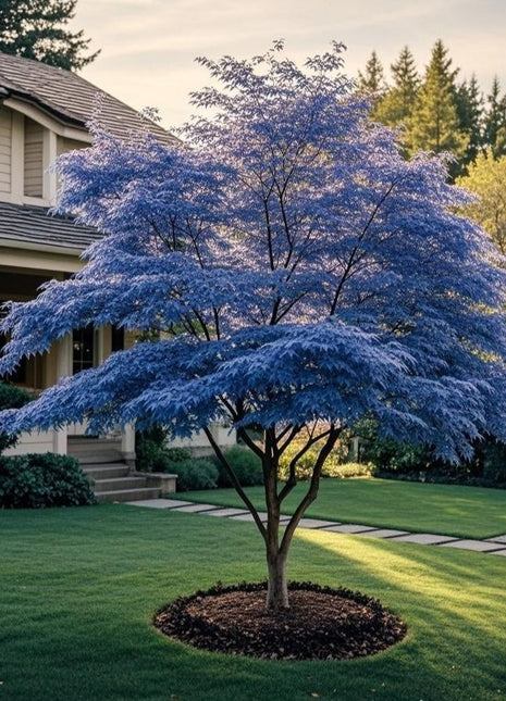 10Pcs Purple Japanese Maple Seeds – Grow a Unique, Elegant Tree with Stunning Deep Purple Foliage