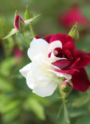 Rare Twin Roses - Seeds