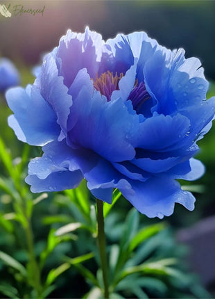 Black Beauty Peony Flower Seeds