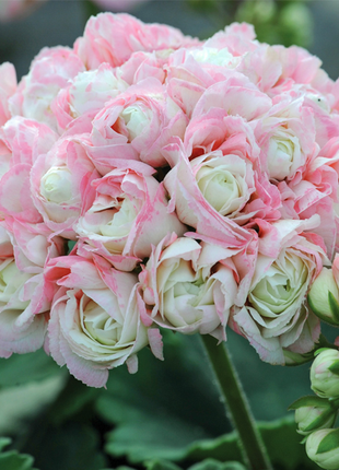 Apple Blossom Geranium Seeds