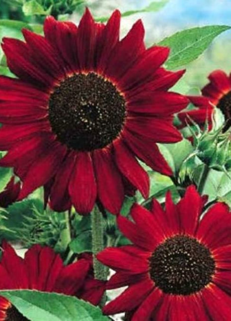Red Wave Hybrid Sunflower Seeds
