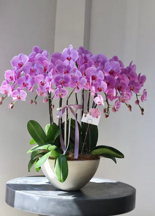 Phalaenopsis Seeds-Queen Of Orchids