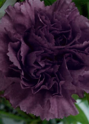 Carnation Seeds - Grenadin King of Blacks