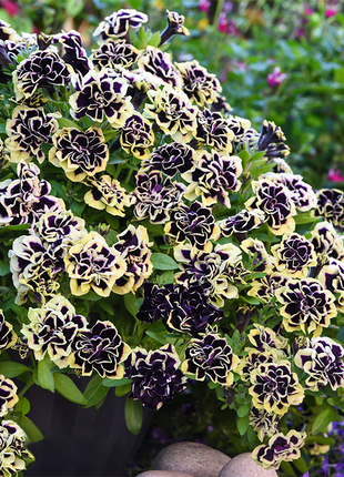 Double Petunia Seeds