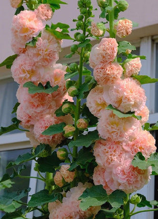 Alcea, Hollyhocks Peaches and Dreams