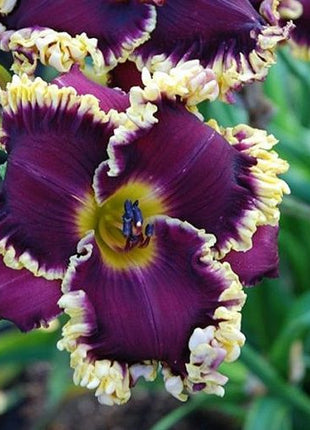 Daylily Hybrid Flowers Seed