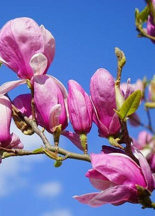 20pcs LILY MAGNOLIA Flower TREE Pink & Purple Fragrant Tulip Magnol Liliiflora Seeds