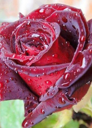 True Blood Black Rose Seeds