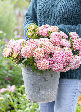 Aster Seeds (Peony Duchess) - Apricot