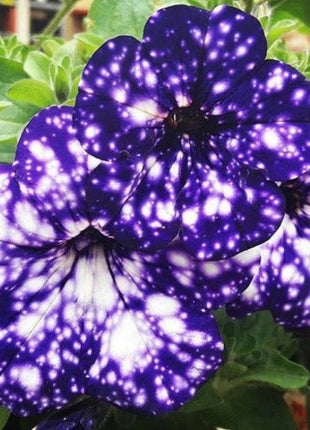 50/100Pcs 'Night Sky' Petunia Seeds
