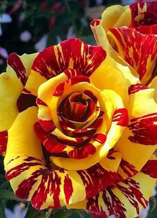 Tea Rose 'Dragon Tiger' Seeds
