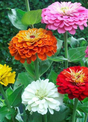 Zinnia State Fair Mix