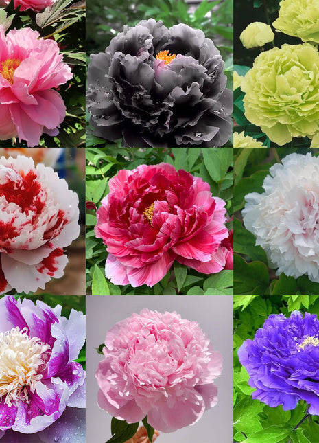 Multicolor Peony Seeds