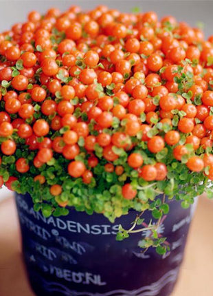 Egrow 50Pcs（100Pcs）/Bag Lamp Beads Grass Seeds Flower Seeds Garden Bonsai Plant for Home Garden Plants