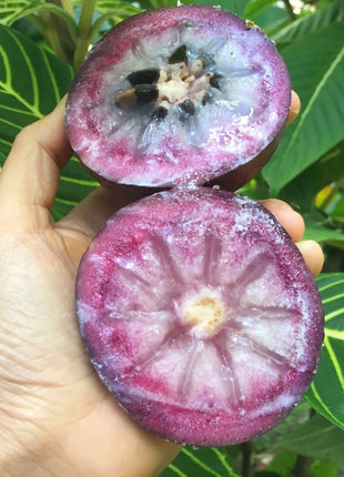 Star Apple Seeds