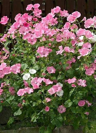 ROSE MALLOW SEEDS - MIXED COLORS