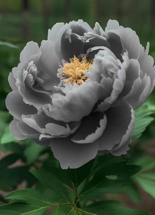 Rare Black Peony Seeds
