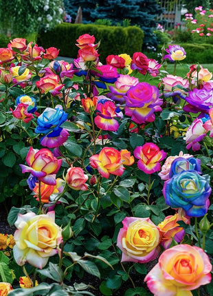 Colorful Roses - Flowers of Good Luck