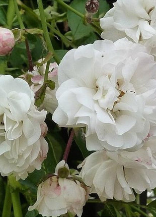 White Climbing Rose Seeds
