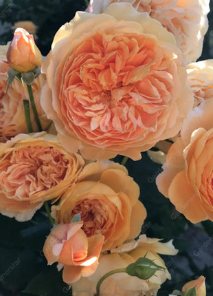 🌹Climbing Rose Seeds - Luck Rises