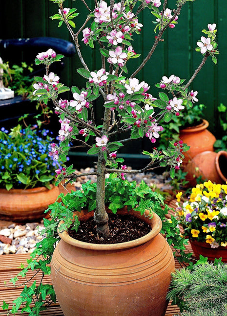 Scarlet Sentinel Columnar Apple Tree Seeds