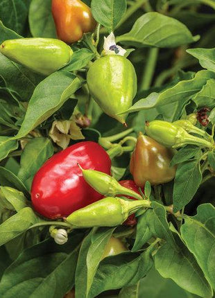 Hot Pepper