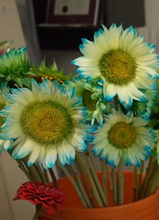 Blue Lace Sunflower Seeds